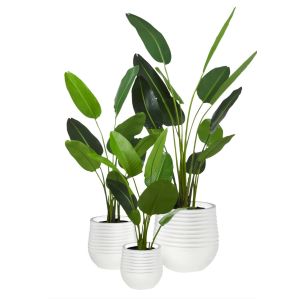 BIRD OF PARADISE IN RYKER PLANTER SMALL