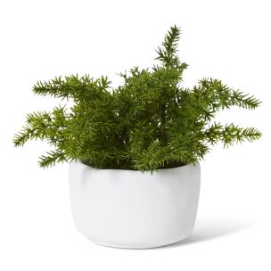 FERN ASPARAGUS POTTED PLANT 20CM