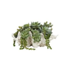 SEYCHELLES CLAM SUCCULENT MIX