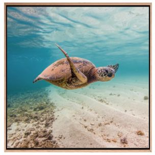 TURTLE HAVEN CANVAS ARTWORK WITH NATURAL FRAME - 900 X 900